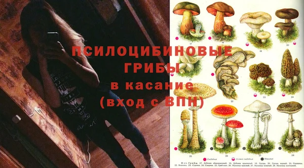 крисы Баксан
